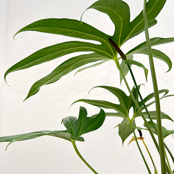 観葉植物 アンスリウム ペダトラディアツム 5号鉢植え : 園芸ネット