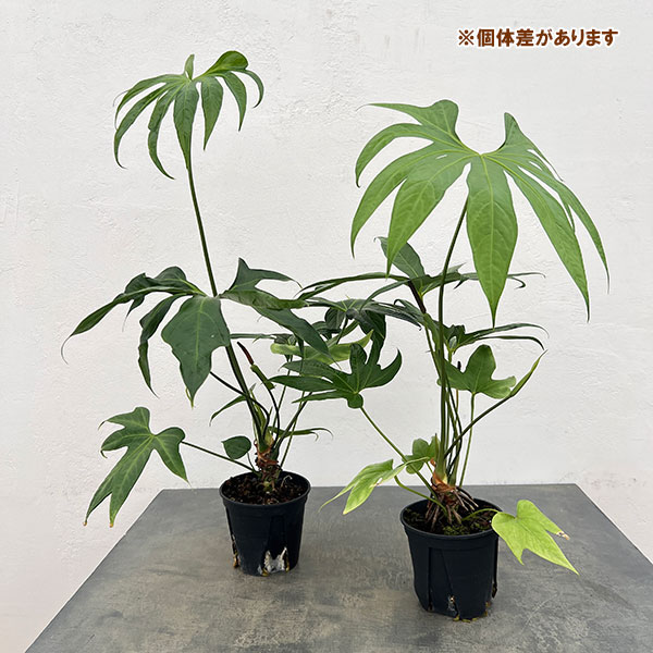 観葉植物 アンスリウム ペダトラディアツム 5号鉢植え : 園芸ネット