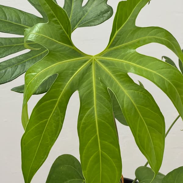観葉植物 アンスリウム ペダトラディアツム 5号鉢植え : 園芸ネット