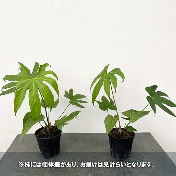 入荷！アンスリウム　ペダトラディアツム783　5号 観葉植物 アンスリウム ペダトラディアツム 5号鉢植え : 園芸ネット