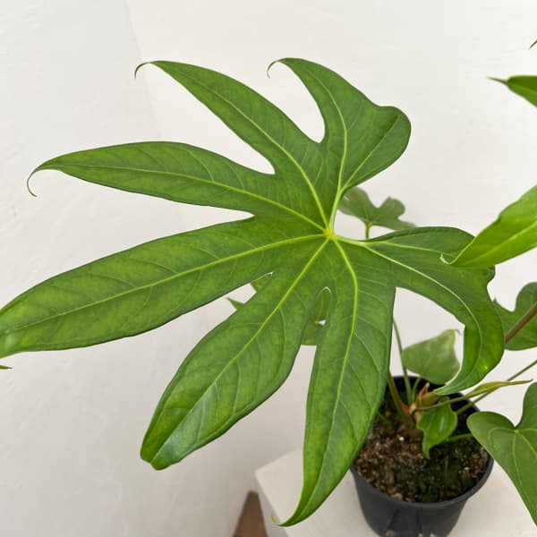 観葉植物 アンスリウム ペダトラディアツム 5号鉢植え : 園芸ネット
