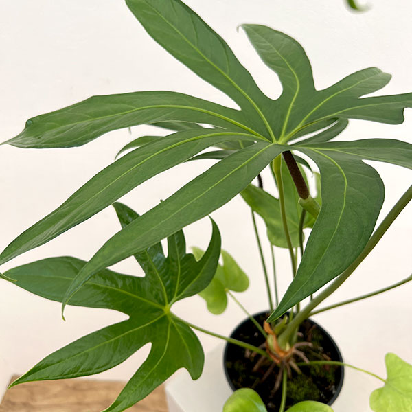 観葉植物 アンスリウム ペダトラディアツム 5号鉢植え : 園芸ネット 観葉植物 アンスリウム ペダトラディアツム 5号鉢植え : 園芸ネット