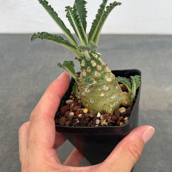 観葉植物/ドルステニア:ラブラニー 2.5号鉢植え* パイナップル 観葉植物/ドルステニア:ラブラニー 2.5号鉢植え* パイナップル