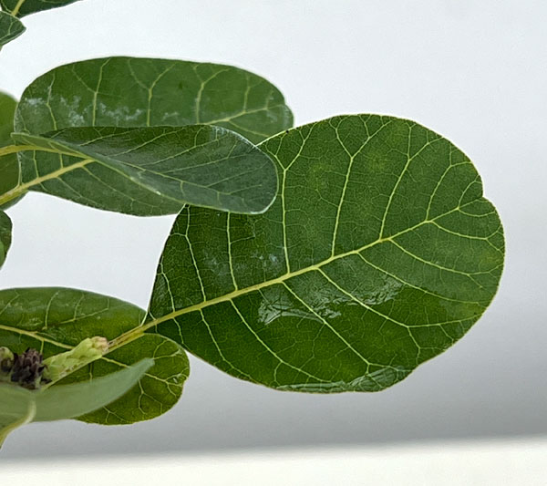 花木 庭木の苗 スモークツリー スノーパフ3号ポットの詳細画像1