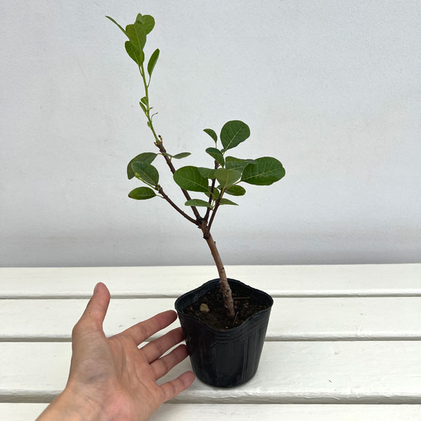 花木 庭木の苗 スモークツリー スノーパフ3号ポットの詳細画像3