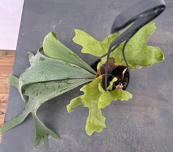 観葉植物 アーリーサマーセール ビカクシダ（コウモリラン