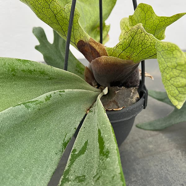 観葉植物 アーリーサマーセール ビカクシダ（コウモリラン