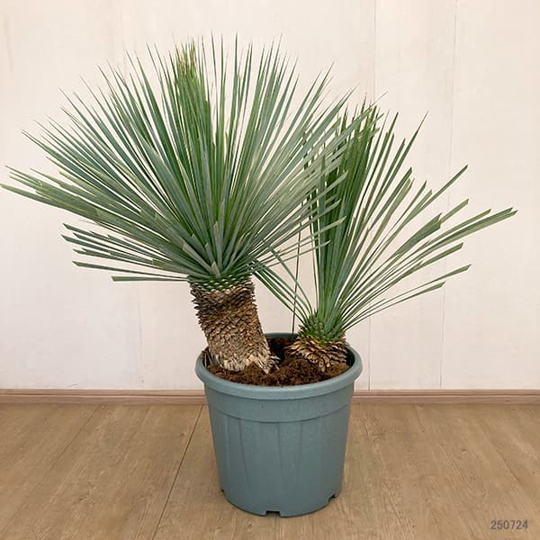 ユッカ ロストラータ（観葉植物） | 花、ガーデニング のおすすめ人気