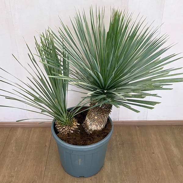 【SALE❗️】ユッカロスタラータとリギダセット ユッカ ロストラータ（観葉植物） | 花、ガーデニング のおすすめ人気