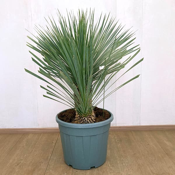 ユッカ ロストラータ（観葉植物） | 花、ガーデニング のおすすめ人気