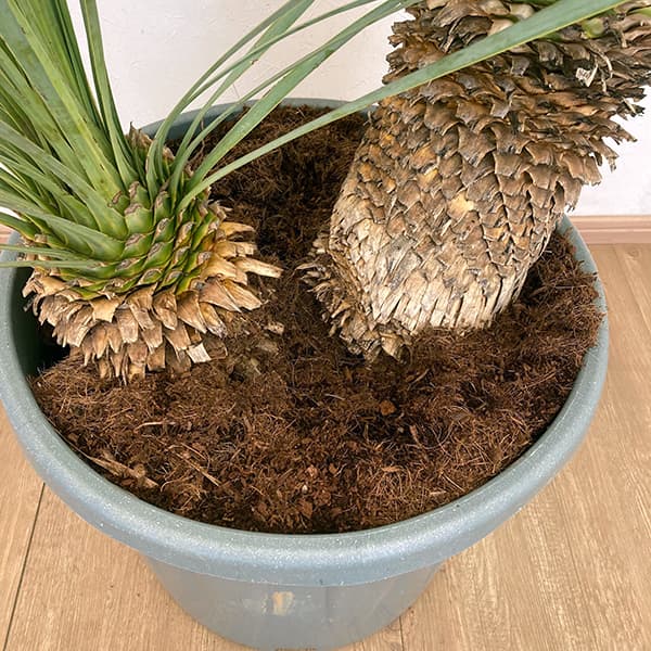 ユッカ ロストラータ（観葉植物） | 花、ガーデニング のおすすめ人気