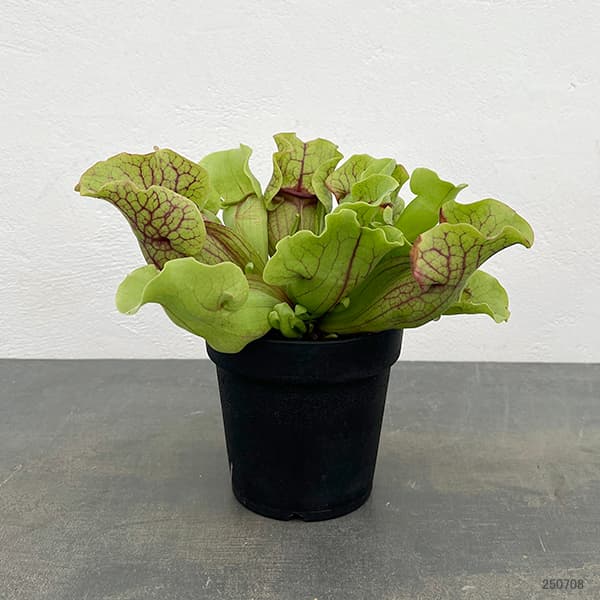 観葉植物 サラセニア プルプレア SSP. ベ...の詳細画像1