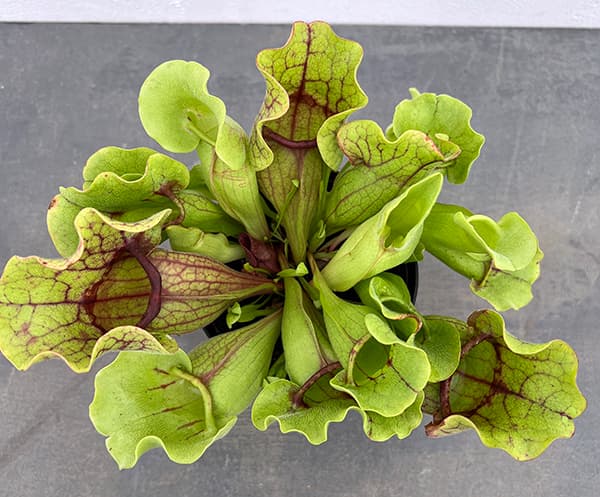 観葉植物 サラセニア プルプレア SSP. ベ...の詳細画像2