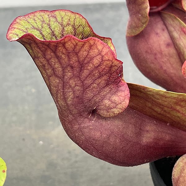 観葉植物 サラセニア プルプレア SSP. ベ...の詳細画像3