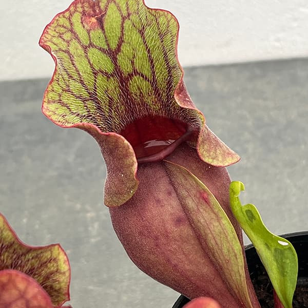 観葉植物 サラセニア プルプレア SSP. ベ...の詳細画像4