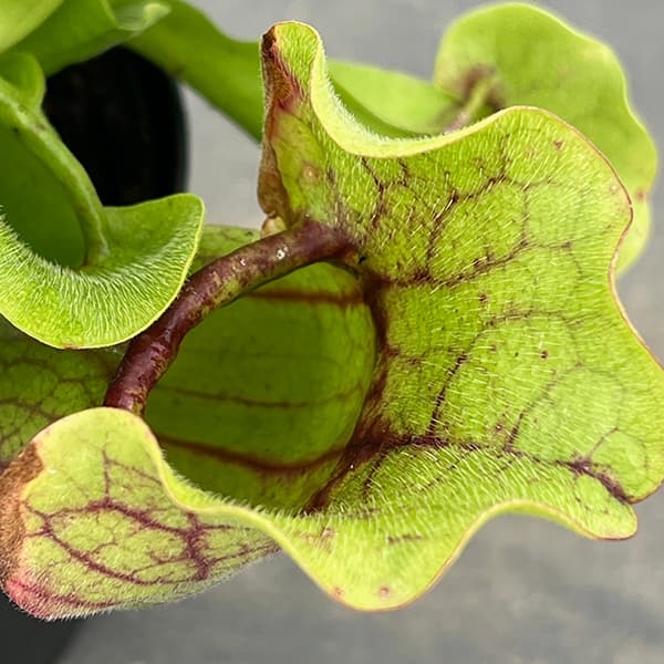 観葉植物 サラセニア プルプレア SSP. ベ...の詳細画像5