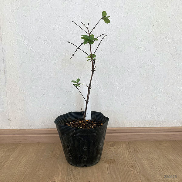 ハスカップ 苗のおすすめ人気商品一覧 通販 - Yahoo!ショッピング