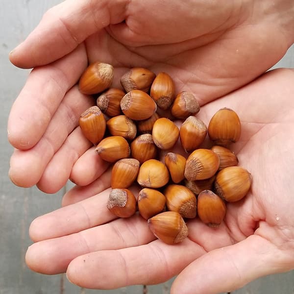 果樹の苗 ヘーゼルナッツ（西洋ハシバミ） 一才アメリカン