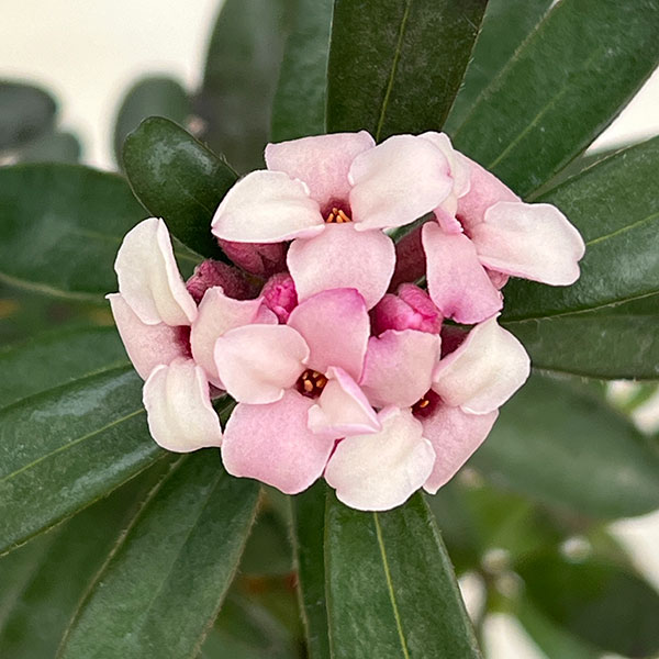 花木 庭木の苗 ジンチョウゲ(四季咲沈丁花) ...の詳細画像3