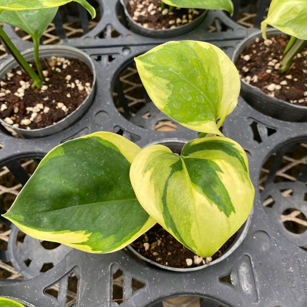 観葉植物 ポトス AWドリーム 3号ポット : 園芸ネット - 通販 - Yahoo