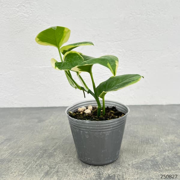 観葉植物 ポトス AWドリーム 3号ポット : 園芸ネット - 通販 - Yahoo