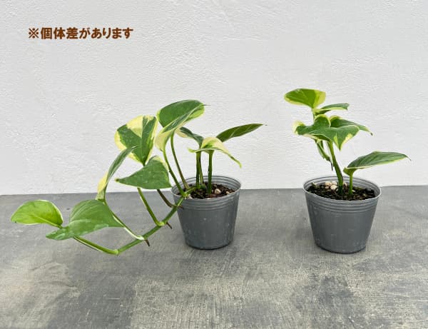 ポトスAWドリーム　登り仕立て 観葉植物 ポトス AWドリーム 3号ポット : 園芸ネット - 通販 - Yahoo