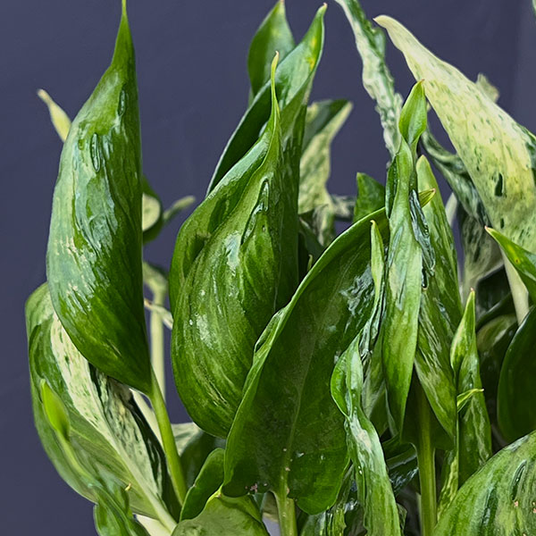 観葉植物 ポトス テルノ3種寄せ植え(ラブソン...の詳細画像2