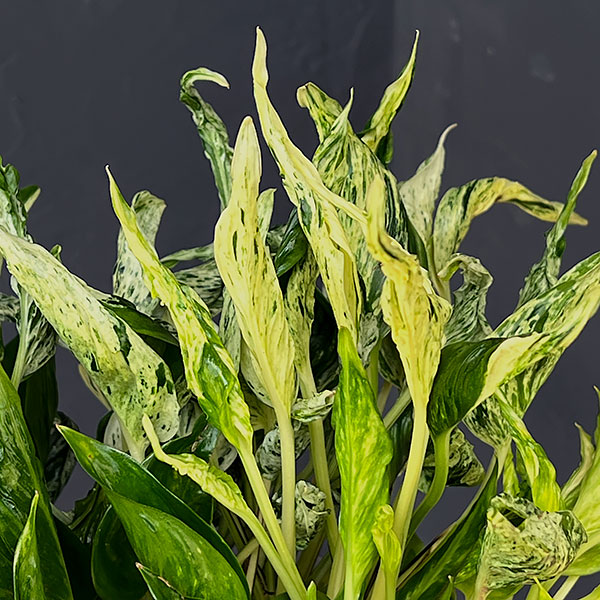 観葉植物 ポトス テルノ3種寄せ植え(ラブソン...の詳細画像3