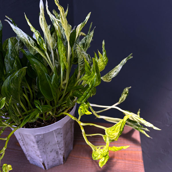 観葉植物 ポトス テルノ3種寄せ植え(ラブソン...の詳細画像4