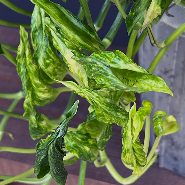 観葉植物 ポトス テルノ3種寄せ植え(ラブソン...の詳細画像5