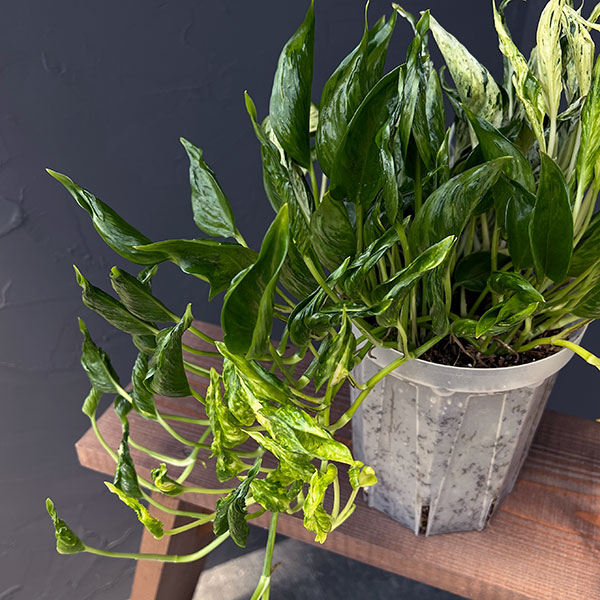 観葉植物 ポトス テルノ3種寄せ植え(ラブソン...の詳細画像1