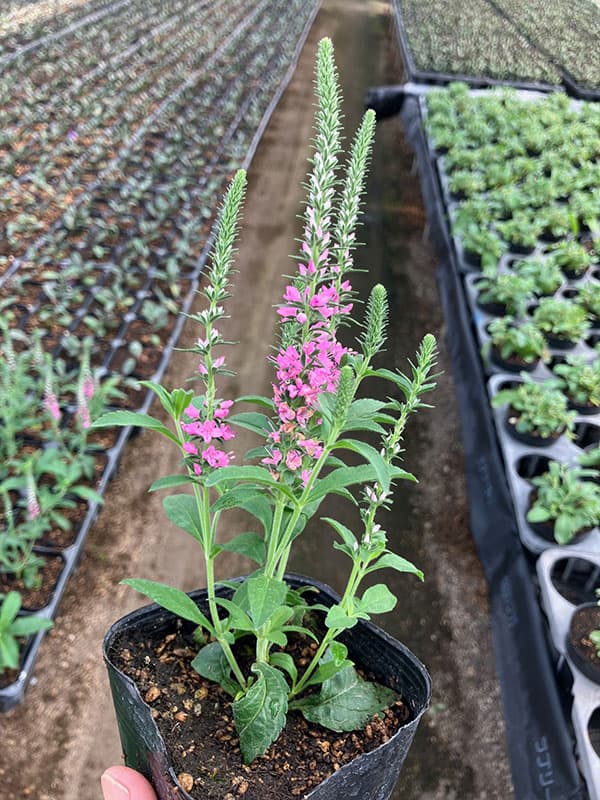 草花の苗 ベロニカ アニバーサリーローズ3.5...の詳細画像5