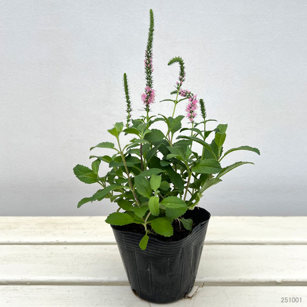 草花の苗 ベロニカ アニバーサリーローズ3.5...の詳細画像1