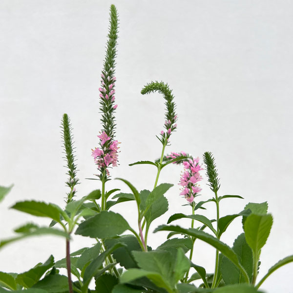 草花の苗 ベロニカ アニバーサリーローズ3.5...の詳細画像2