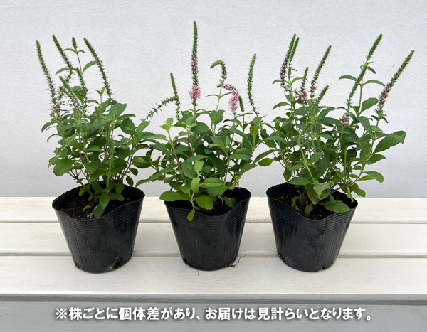 草花の苗 ベロニカ アニバーサリーローズ3.5...の詳細画像4