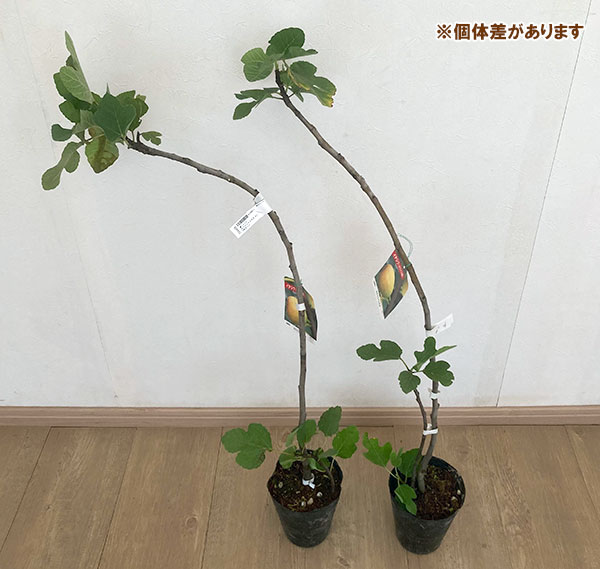 果樹の苗 イチジク ホワイトイスキア 4〜5号ポット : 園芸ネット