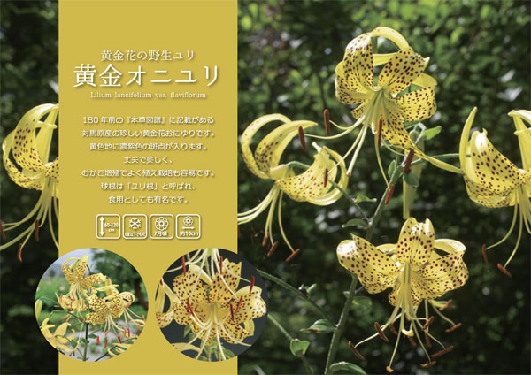 山野草の苗 26年10月中下旬予約 ユリ 黄金...の詳細画像3