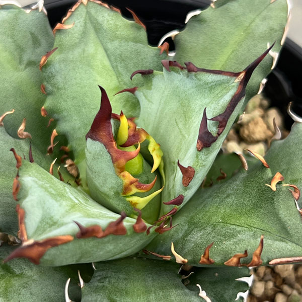 観葉植物 アガベ チタノタ 姫仁王冠 3.5号鉢植え : 園芸ネット - 通販