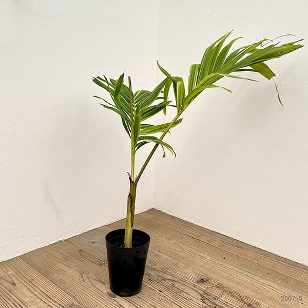観葉植物 ヤシ マニラパーム（マニラヤシ）斑入り 5号ポット25-03 ザ