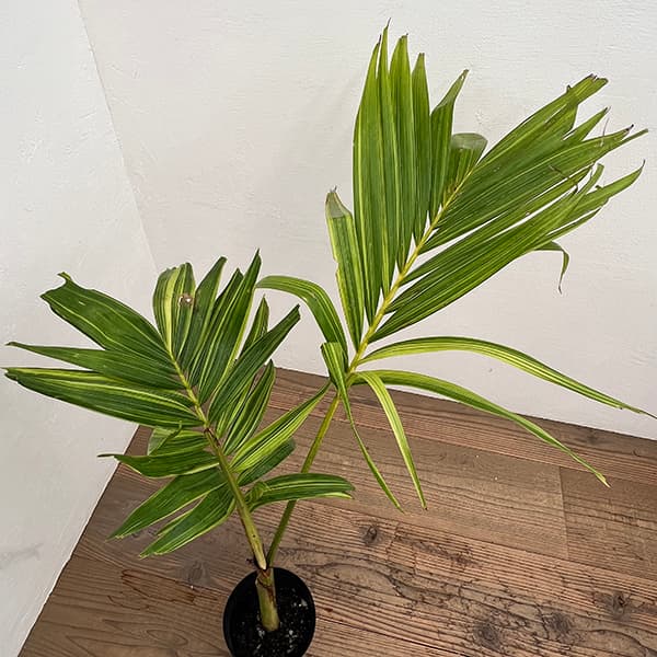 観葉植物 ヤシ マニラパーム（マニラヤシ）斑入り 5号ポット25-03 ザ
