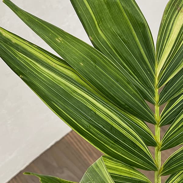 観葉植物 ヤシ マニラパーム（マニラヤシ）斑入り 5号ポット25-03 ザ