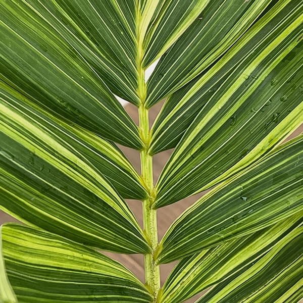 観葉植物 ヤシ マニラパーム（マニラヤシ）斑入り 5号ポット25-03 ザ
