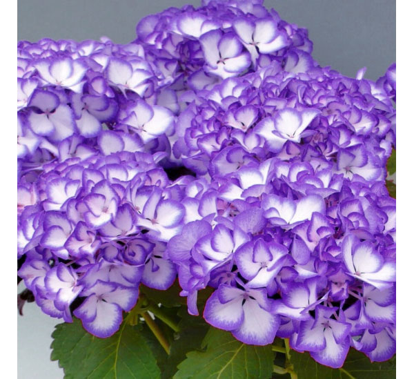 園芸ネット - アジサイ（紫陽花）ウツギの仲間｜Yahoo!ショッピング