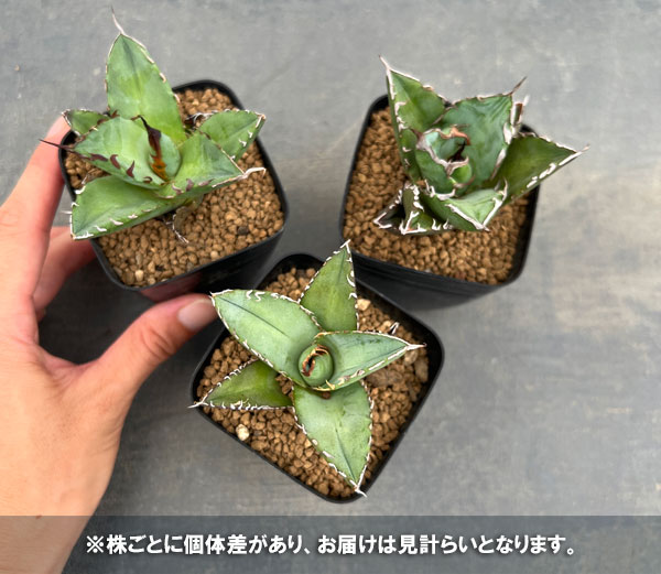 アガベ オテロイのおすすめ人気商品一覧 通販 - Yahoo!ショッピング