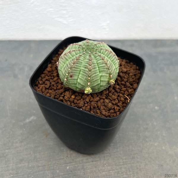 ユーフォルビア オベサのおすすめ人気商品一覧 通販 - Yahoo!ショッピング