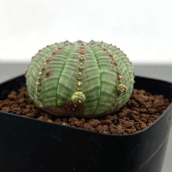 観葉植物 ユーフォルビア オベサ 子吹きシンメトリカ 2.5号鉢植え