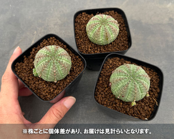 観葉植物 ユーフォルビア オベサ 子吹きシンメトリカ 2.5号鉢植え