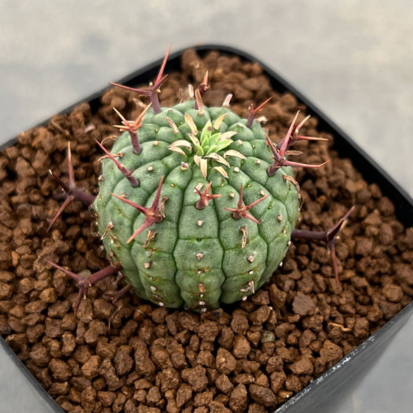ユーフォルビア（サボテン、多肉植物） | 花、ガーデニング の商品一覧