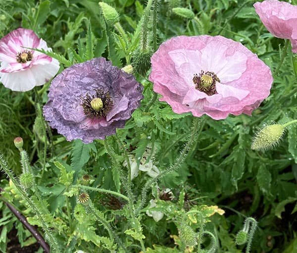 オリエンタルポピー 苗（苗） | 花、ガーデニング のおすすめ人気商品