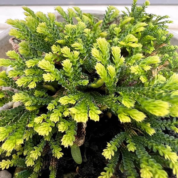 山野草の苗 イワヒバ(イワマツ) 小紋錦(コモ...の詳細画像4